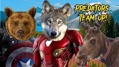 Bear and Wolf TEAM UP to take on moose!