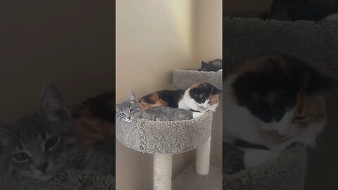 Landfill Kittens Find Sleep Buddies.