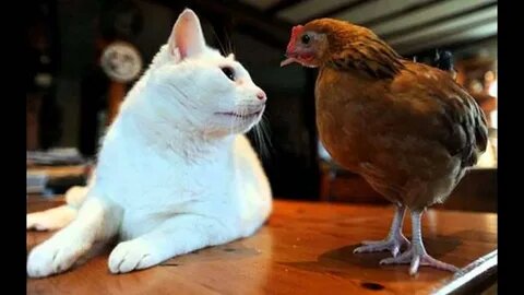 🐱🐔 Cats vs Chicken Showdown! Chickens Attack Cats - Unraveling the Ultimate Animal Drama! 😺🐓