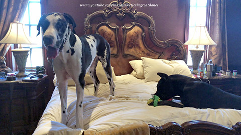 Great Dane totally destroys yet another duvet