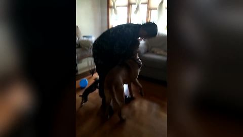 "Overly Excited Dogs Welcome Their Owner Back From Navy"