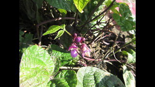 Violet Hued Purple Beans Bean Pod September 2021