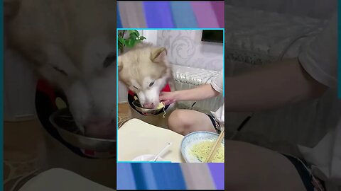 I'm unstoppable to eat instant noodle (dogeatnoodle) #unstoppable #shorts #funny #cute #dog #puppy