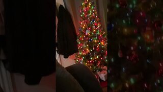 The Dog 🐶 Jumps On Christmas Eve