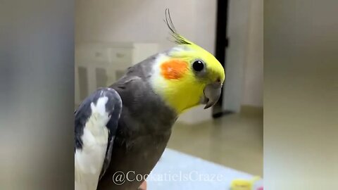 Adorable Cockatiel Jojo Sings and Shares Fun Moments | Cute Bird Singing with Me