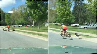 Tre tacchini inseguono un ciclista