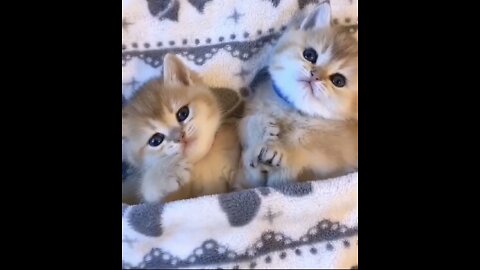 Best Funny Cat - Kitten cute videos