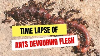 Red Ants Devour and Carry Flesh - Time Lapses On n My Phone #animals #nature