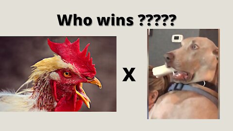 Chicken VS Dog Fight Ultimate