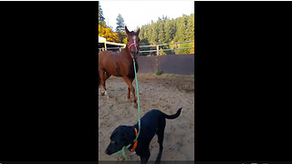 Dog leads horse around by pulling on rope