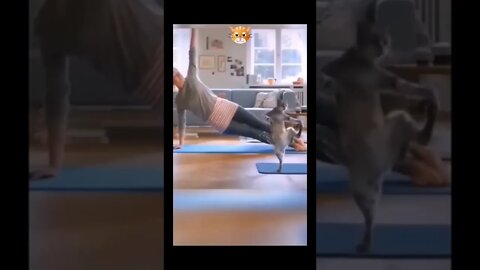 Gym expert Cat🐈😻🐈‍⬛ #ytshorts #shorts #PetpupFun #Fun #Dogs #Cats #Entertaiment #trending #viral