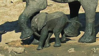 Clumsy baby elephant walks face first into mother's foot