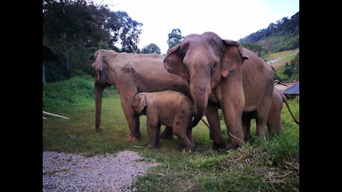 The elephant herd arrived early in the morning... in YALA national park.