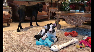 Great Dane Puppy Loves Playing With Jumbo Bone