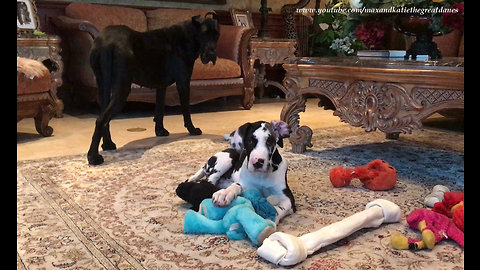 Great Dane Puppy Loves Playing With Jumbo Bone