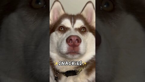 My Husky Hears Voices