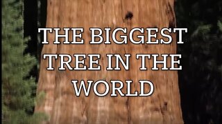 Biggest tree in the world (general Sherman)