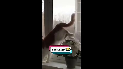 😺 Best Cat Moments 🤣 | Cute & Funny Videos 😻