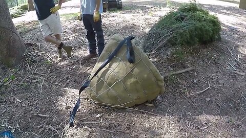 Planting some big cedar trees