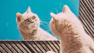 Try NOT to Laugh! 😹 When the Cat's Acting Classes Are Paying Off! (#91 - #Clips) Funny Cat Videos