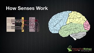 029 A General Overview of How Senses Work