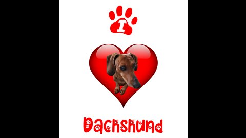 I Love Dachshund - By Mel