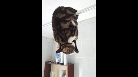 loool crazy cat in the home