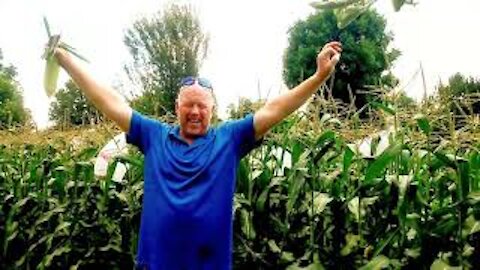 NO COST HOW TO KEEP BIRDS OUT OF YOUR SWEET CORN