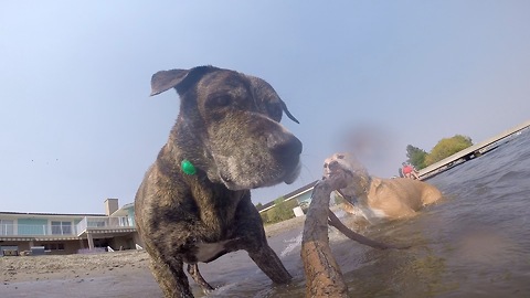 Dogs chase GoPro attached to stick