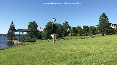 Beauty of a Lawn Full of Canada Geese in Flight by CFB Trenton