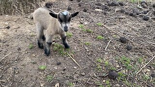 Our 3 day old kids are starting to play.