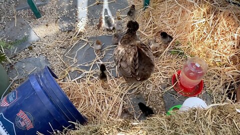 Checking on the chicks