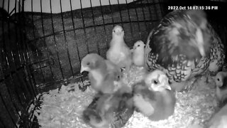 3 week old chicks abandoned by mother put in with 3 day old chicks for warmth