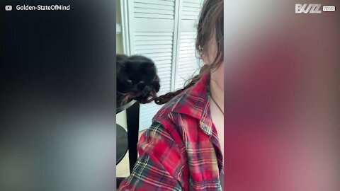 Ce chat s'amuse à mordiller les cheveux de sa propriétaire