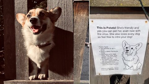 Corgi Gets Own Intro Sign To Brings Happiness To Everyone On Her Block
