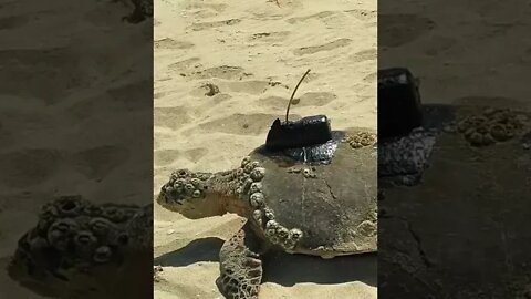 WATCH THIS!! RELEASING THE SEA TURTLE!! Join us explore the wild side of Dubai. #shorts
