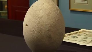 Rare elephant bird egg could fetch more than $70,000 at auction