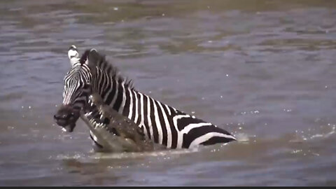 The force of a crocodile's bite scares the prey