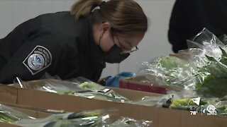 Customs officials inspect flowers ahead of Valentine's Day