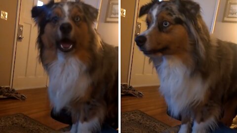 Feisty Aussie argues with owner about going outside