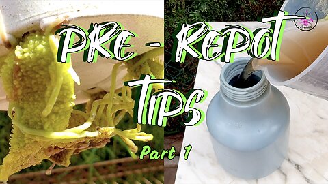 Pre-Repotting Orchid Care | Your 5 Step Guide incl. Tips for Stress-Free Repot Success #ninjaorchids