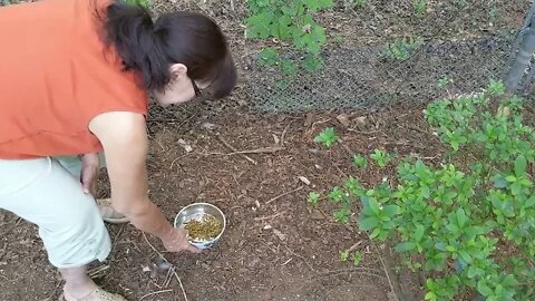 Kelley Trying to Hand Feed the Chickens Black Soldier Fly Larvae