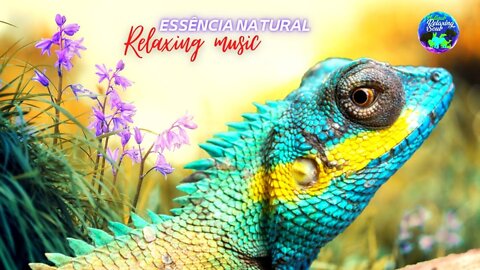 Relaxing music, natural essence : Música relaxante, Meditation Music, Spa Music, Study Music, Sleep