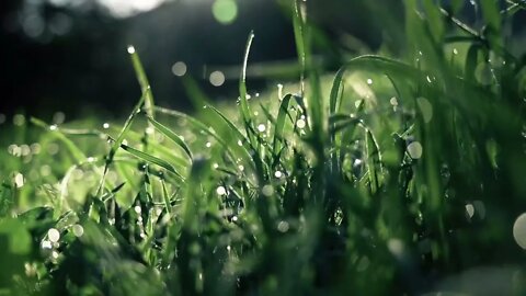 Rainforest Rain Sounds for Sleeping