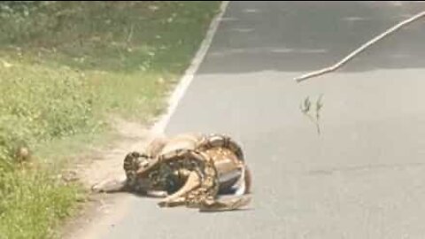 Zoo keeper rescues baby deer from boa constrictor