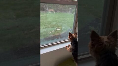 Pinky vs. the baby deer