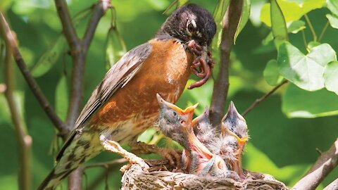 Wild bird feeding baby bird in the forest catch on camera