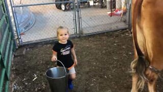 Two-year-old girl tries to milk a cow