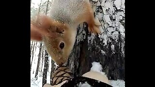 Fluffy squirrel