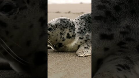 #Shorts #Animal #Magnificent #Sea Lion #Otariidae